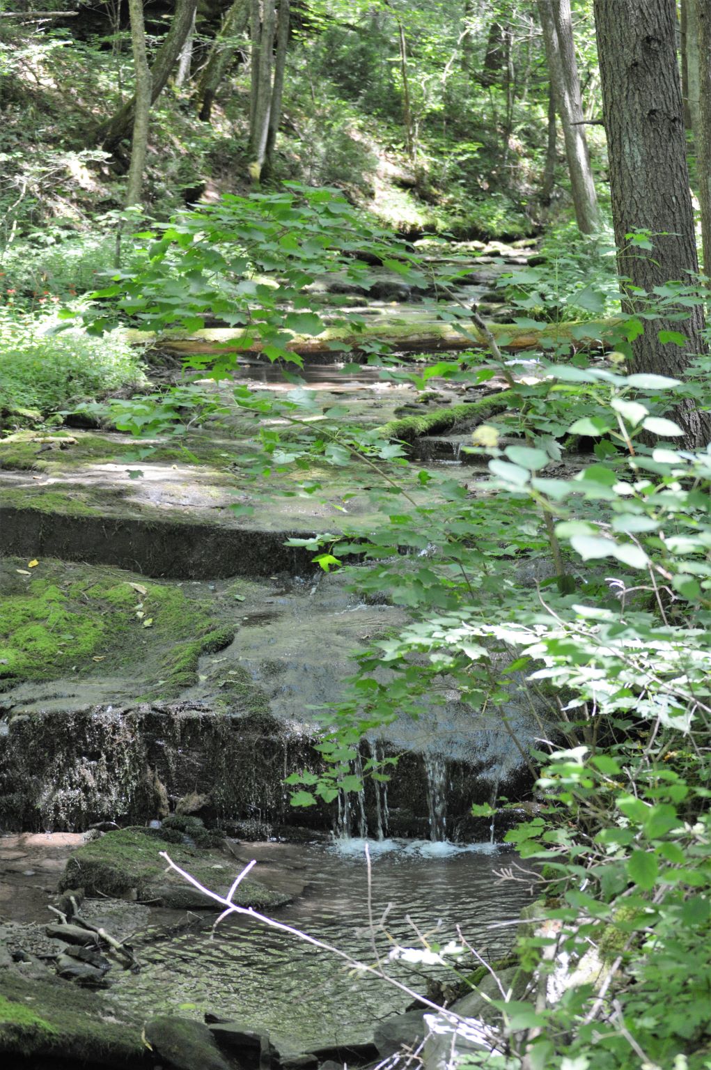 Tiadaghton State Forest – Grand Canyon of PA – TheOverlandEd